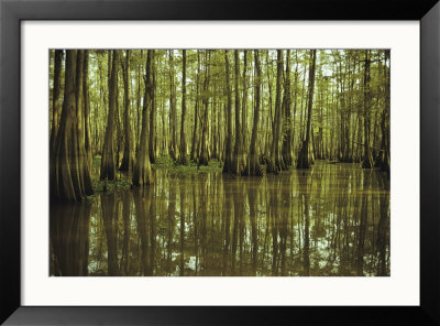Cypress Trees Reflected In The Green Waters Of Bayou Long, Louisiana by John Eastcott & Yva Momatiuk Pricing Limited Edition Print image