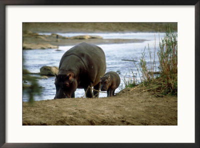 Hippopotamus, With Baby, South Africa by Patricio Robles Gil Pricing Limited Edition Print image