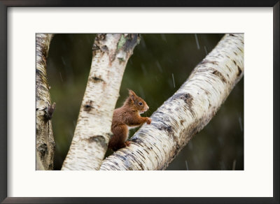 Red Squirrel, Perched On Birch Branch In Snow, Lancashire, Uk by Elliott Neep Pricing Limited Edition Print image