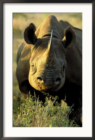 Black Rhino, Hluhluwe Umfolozi Park, South Africa by Roger De La Harpe Pricing Limited Edition Print image