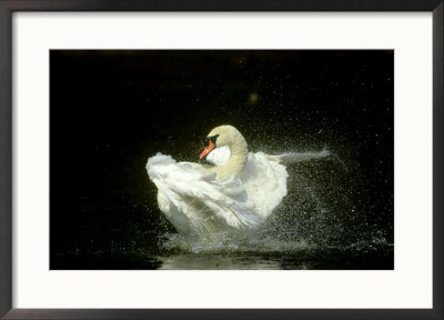 Mute Swan, Cygnus Olor Bathing Showing Water Spray Notts by Mark Hamblin Pricing Limited Edition Print image