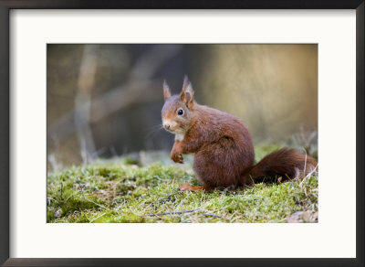 Red Squirrel, Sat On Moss, Lancashire, Uk by Elliott Neep Pricing Limited Edition Print image