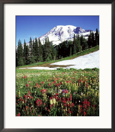 Alpine Meadow & Mount Rainier, Mount Rainier National Park, Usa by Mark Hamblin Pricing Limited Edition Print image