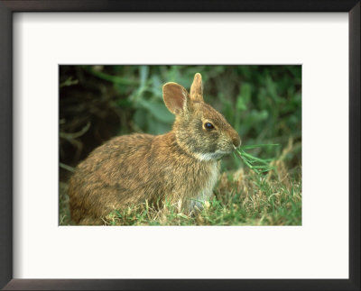Marsh Rabbit, Eating Grass, Usa by Stan Osolinski Pricing Limited Edition Print image