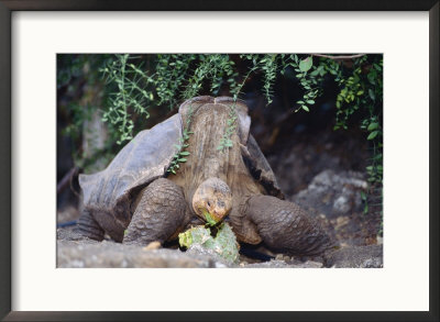 Espanola Saddleback Tortoise Adult Female, Galapagos by Mark Jones Pricing Limited Edition Print image