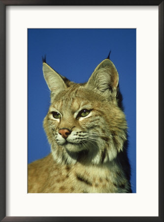 Bobcat, Felis Rufus Portrait Montana by Brian Kenney Pricing Limited Edition Print image