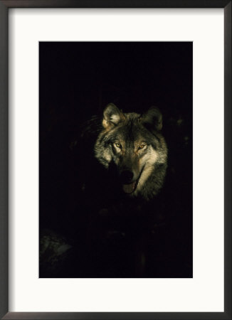 Timber Wolf, Usa by Mark Hamblin Pricing Limited Edition Print image