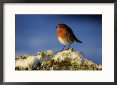 Robin, Perched On Branch In Snow, Scotland, Uk by Mark Hamblin Pricing Limited Edition Print image