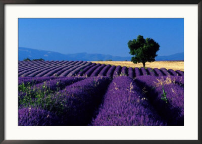 Lavender Fields by Fogstock Llc Pricing Limited Edition Print image
