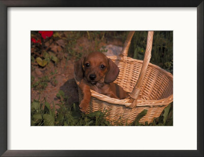 Miniature Dachshund Puppy In A Basket by Ralph Reinhold Pricing Limited Edition Print image