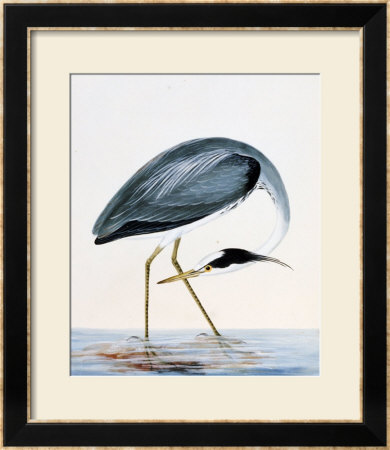 A Heron, From The Birds Of Great Britain And Their Eggs by William Lewin Pricing Limited Edition Print image