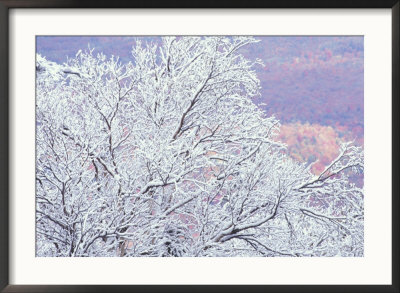 Fresh Snowfall On Birch, Burke Mountain, Vermont, Usa by Darrell Gulin Pricing Limited Edition Print image