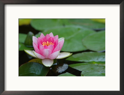 Lily Pads In Fountain At Yaddo Gardens, Saratoga Springs, New York, Usa by Lisa S. Engelbrecht Pricing Limited Edition Print image