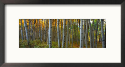 Aspen Grove, Kebler Pass, Colorado, Usa by Terry Eggers Pricing Limited Edition Print image
