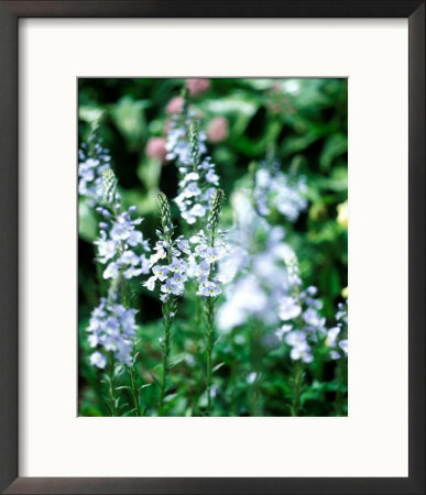 Veronica Gentianoides, Close-Up Of Flowers And Foliage by Pernilla Bergdahl Pricing Limited Edition Print image