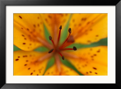 Wood Lily On Bolshoy Shantar Island by Klaus Nigge Pricing Limited Edition Print image