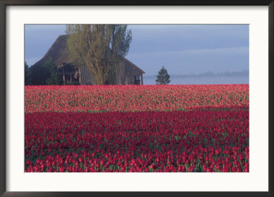 Tulip Fields And Barn, Skagit Valley, Washington, Usa by William Sutton Pricing Limited Edition Print image