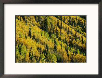 Evergreen And Quaking Aspen Trees Blanket Red Mountain In Colorado by Marc Moritsch Pricing Limited Edition Print image