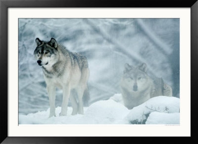 Gray Wolves Standing In Snowstorm by Lynn M. Stone Pricing Limited Edition Print image