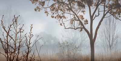 Early Morning Mist I by John Seba Pricing Limited Edition Print image