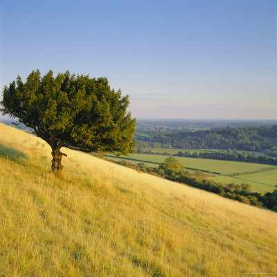 View From Box Hill, Near Dorking, Surrey, England by John Miller Pricing Limited Edition Print image