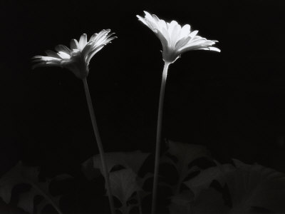 Gerbera by Oote Boe Pricing Limited Edition Print image
