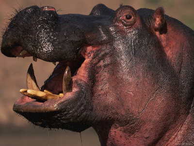 Hippopotamus Profile, Masai Mara, Kenya by Anup Shah Pricing Limited Edition Print image