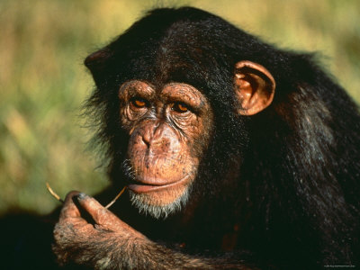 Chimpanzee, Portrait Of Orphaned Juvenile 'Sophie', Sweetwater Sanctuary, Kenya by Anup Shah Pricing Limited Edition Print image