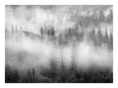 Forest Mist by Charlie Morey Pricing Limited Edition Print image