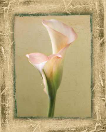 Sage Calla Lily Ii by Chris Zalewski Pricing Limited Edition Print image