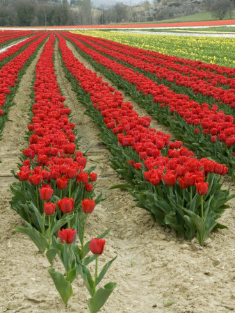 Vertical View Of A Bright Red Tulip Field In Provence, France by Stephen Sharnoff Pricing Limited Edition Print image