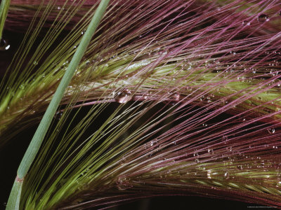 Two Sprays Of Grass With Dewdrops Caught In Them by Sylvia Sharnoff Pricing Limited Edition Print image