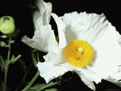 Snow-White Matilija Poppy With A Fluffy Golden Center, Berkeley, California by Sylvia Sharnoff Pricing Limited Edition Print image