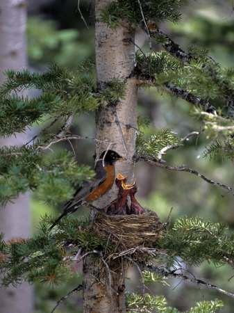 American Robin, Turdus Migratorious, Feeding Young by James Frank Pricing Limited Edition Print image