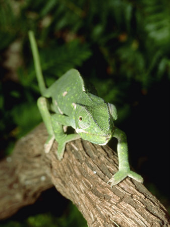 Flap-Necked Chameleon, Chamaeleo Dilepsis Tanzania by Brian Kenney Pricing Limited Edition Print image