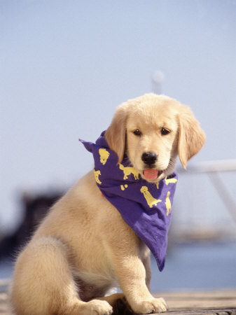 Golden Retriever Puppy, Martha's Vineyard, Ma by Frank Siteman Pricing Limited Edition Print image