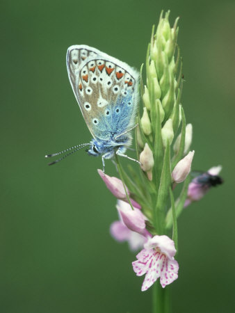 Common Blue Butterfly, Polyommatus Icarus by Bob Gibbons Pricing Limited Edition Print image