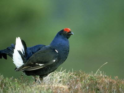 Black Grouse by Mark Hamblin Pricing Limited Edition Print image