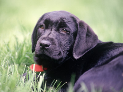 Black Labrador Retriever Puppy Sitting In Field by Frank Siteman Pricing Limited Edition Print image