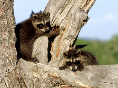 Raccoons, Young, Montana by Daybreak Imagery Pricing Limited Edition Print image