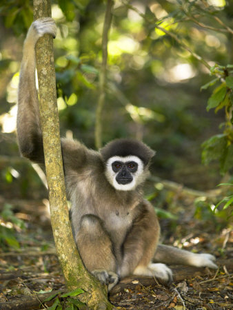 White-Handed Gibbon, Gripping Tree, Monkeyland Primate Sanctuary, Garden Route, South Africa by Roger De La Harpe Pricing Limited Edition Print image