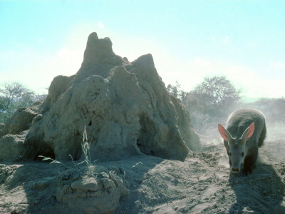 Aardvark, Digging Around Termite Mound, Kenya by Alan Root Pricing Limited Edition Print image