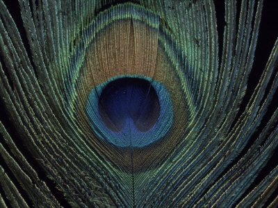 Close-Up Of A Peacock Feather by Tony Ruta Pricing Limited Edition Print image