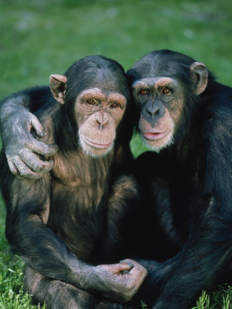 Portrait Of A Pair Of Chimpanzee by Richard Stacks Pricing Limited Edition Print image