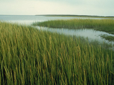 Wetlands In Chincoteague, Va by Charlie Borland Pricing Limited Edition Print image