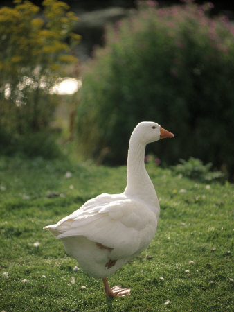 Goose by Kindra Clineff Pricing Limited Edition Print image
