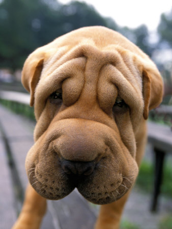 Chinese Shar-Pei On Bench by Henryk T. Kaiser Pricing Limited Edition Print image