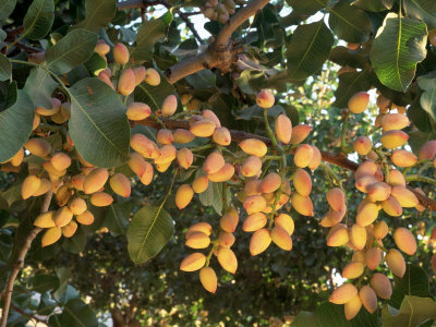 Pistachio Orchard, Arbuckle, Ca by Inga Spence Pricing Limited Edition Print image