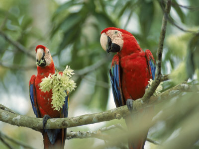 Two Macaws, Ara Macao by Erwin Nielsen Pricing Limited Edition Print image