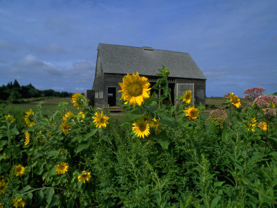 Martha's Vineyard, Ma by Paul Bruneau Pricing Limited Edition Print image